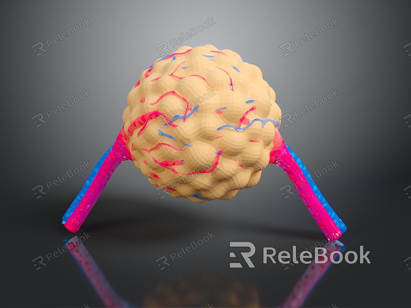 modern eukaryotic cell cross section cell structure cell tissue model