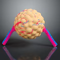 modern eukaryotic cell cross section cell structure cell tissue 3d model