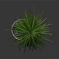 Green Plant with Long Thin Leaves Brown Trunk in White Pot on Gray Background
