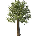 Big Leaf Maple 3d model