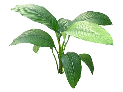 Lush Green Leafy Plant With Broad Healthy Leaves For Indoor Decoration 3d model