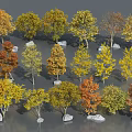 Array of Colorful Autumn Deciduous Trees with Yellow Orange Foliage and Stones