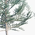 Evergreen Arbor Trees In Various Sizes Arranged With Human Figure For Scale 3d model
