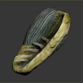 Detailed Anatomical View of Shell Organ Structure with Hair Like Textural Features