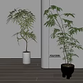 Bonsai Potted Plants With Lush Green Leaves In White And Black Pots On Wooden Floor
