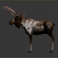 Moose With Large Pink Antlers And Brown White Fur Standing On Gray Background