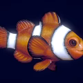 Vibrant Orange And White Clownfish With Striped Body Fins And Bright Eyes