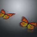 Orange and Yellow Monarch Butterflies on Gray Background with Shiny Reflective Surfaces