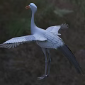 Gray Reptile With Long Neck Orange Mouth And Spread Limbs On Green Grassland