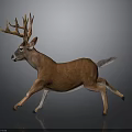 Realistic Brown Deer Running With Large Antlers On Gray Background