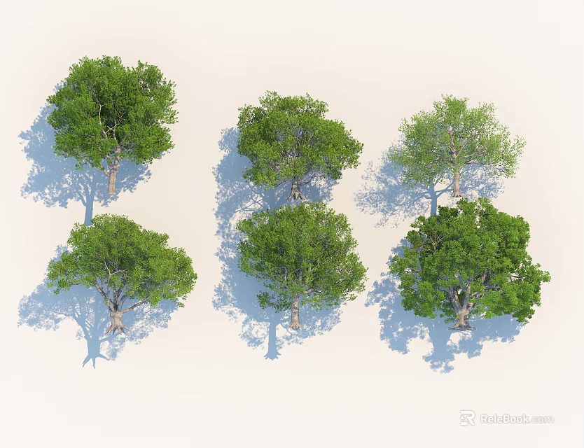 Arbor Trees in Different Forms with Various Canopy Shapes and Shadows 3d model