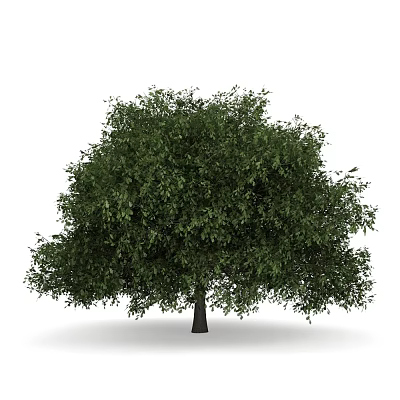 Single Lush Green Arbor With Dense Foliage And Healthy Mature Natural Canopy 3d model