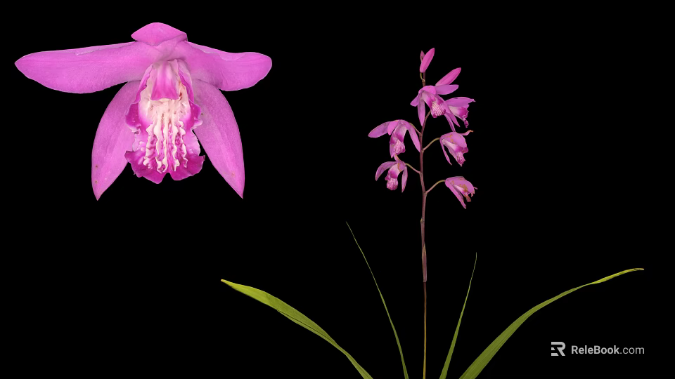 Beautiful Pink Orchid Plant With Large Petals Small Flowers Green Leaves And Black Background 3d model 
