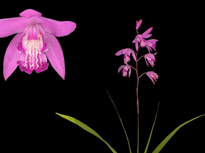 Beautiful Pink Orchid Plant With Large Petals Small Flowers Green Leaves And Black Background 3d model