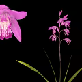 Beautiful Pink Orchid Plant With Large Petals Small Flowers Green Leaves And Black Background