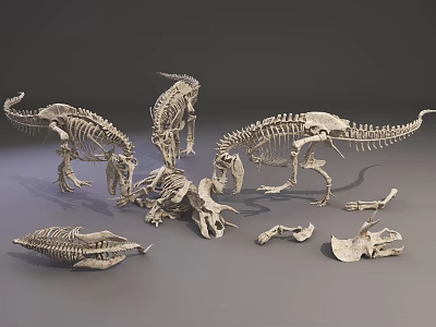 Dinosaur Skeleton Fossil Models With Various Species For Educational Research 3d model