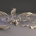 Dinosaur Skeleton Fossil Models With Various Species For Educational Research 3d model