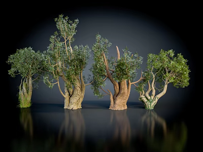 Varied Form Trees with Diverse Trunks and Lush Green Foliage on Black Background with Reflections 3d model