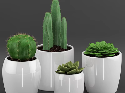 Indoor Bonsai Potted Plants With White Ceramic Pots Succulents And Cacti 3d model