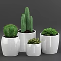 Indoor Bonsai Potted Plants With White Ceramic Pots Succulents And Cacti