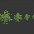 Plants of Different Sizes With Green Leaves and Purple Small Flowers on Dark Background
