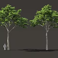 Two Tall Green Trees With Lush Foliage Standing Beside Small Human Figure