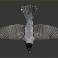 Flying Bird with Black Head Orange Chest Gray Wings and Blue Tail against Dark Background