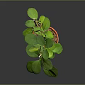 Healthy Green Potted Plant With Lush Leaves And Wooden Support In Orange Pot