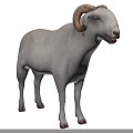 World's Most Expensive Sheep Senegal Radum Sheep Animal Creatures 3d model