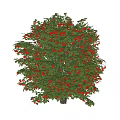 Vibrant Ornamental Arbor With Lush Green Leaves And Red Berries