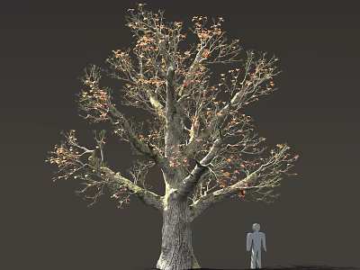 Tall Tree with Thick Trunk Few Orange Leaves and Human Silhouette on Dark Gray Background 3d model