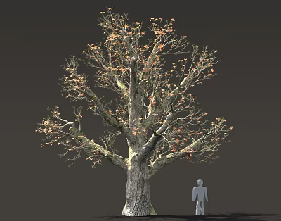 Tall Tree with Thick Trunk Few Orange Leaves and Human Silhouette on Dark Gray Background 3d model