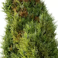 Evergreen Arborvitae Trees with Varying Heights and Dense Foliage for Landscape Design