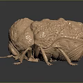 Detailed Bronze Beetle Sculpture With Textured Surface And Black Base Reflection