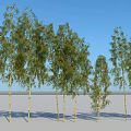 Tall Bamboo Plants With Green Leaves Against Blue Sky Background