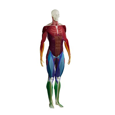 modern human body human muscle 3d model