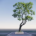 Tall Arbor With Curved Trunk And Green Foliage On Stone Base Platform