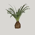 Tropical Cycas Arbor With Large Green Fronds And Brown Trunk Base