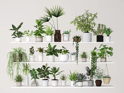 Potted Plants on Multiple Shelves with Various Green Foliage and Different Pots for Indoor Decoration 3d model