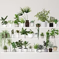 Potted Plants on Multiple Shelves with Various Green Foliage and Different Pots for Indoor Decoration