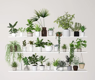 Potted Plants on Multiple Shelves with Various Green Foliage and Different Pots for Indoor Decoration 3d model