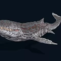Realistic Aquatic Animal Whale Featuring Sharp Teeth And Rough Skin Texture 3d model