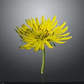 Vibrant Yellow Flower With Bright Yellow Petals And Green Stem Against Dark Background