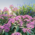 Vibrant Garden Shrubs With Purple Blue Flowers And Lush Green Leaves