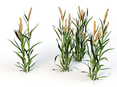 Healthy Green Cereal Crops With Long Leaves And Golden Spikelets Growing 3d model
