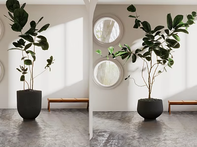 Modern Potted Plant With Dark Planter In Bright Room White Wall Round Window And Bench 3d model