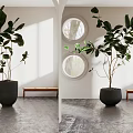 Modern Potted Plant With Dark Planter In Bright Room White Wall Round Window And Bench