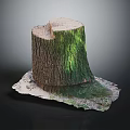 Green Plants Growing On Tree Stump With New Sprouts And Surrounding Soil Details