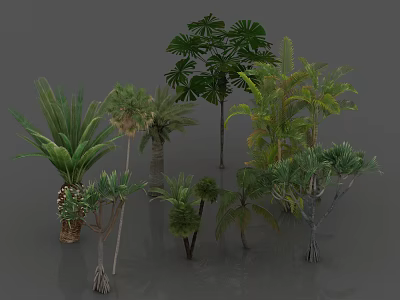 Various Types of Trees With Lush Foliage Tropical and Evergreen Species 3d model