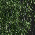 Tall Dense Green Bamboo Plants Growing With Person Silhouette Showing Height In Natural Background